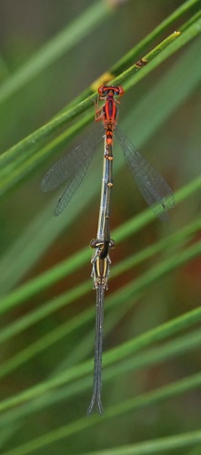 Pair in copula
2012_05_05_SC